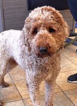 TEDDY -  Golden Retriever and Standard Poodle Dog for Adoption in Beech Bottom, West Virginia - TEDDY | PetCurious