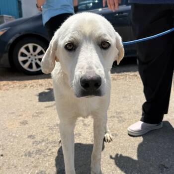 Zero -  Labrador Retriever Dog for Adoption in Columbia, South Carolina - Zero | PetCurious