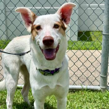 Rescue Border Collie Dogs for Adoption in League City, Texas - Oakland | PetCurious