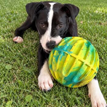 Domino -  Mixed Breed Dog for Adoption in Park Forest, Illinois - Domino | PetCurious