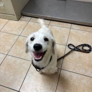 Rescue Terrier Dogs for Adoption in Pekin, Illinois - Cold Foam | PetCurious