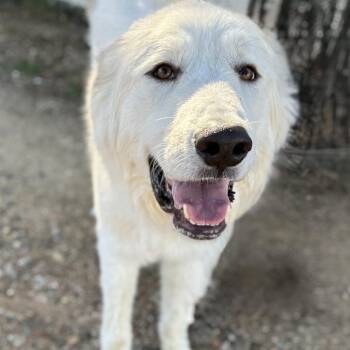 Shamrock -  Great Pyrenees Dog for Adoption in Buchanan Dam, Texas - Shamrock | PetCurious