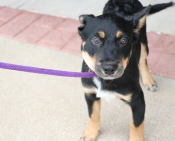 Clever -  Mixed Breed Dog for Adoption in Pflugerville, Texas - Clever | PetCurious