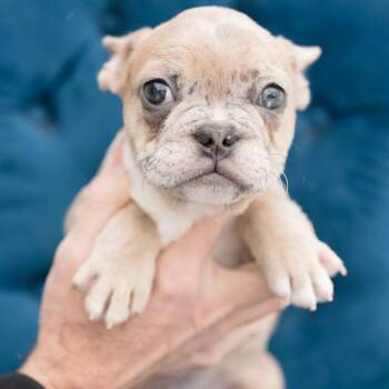 French Bulldog Dogs Available for Adoption - Puffball | PetCurious