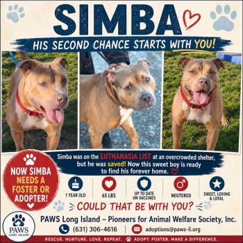 American Staffordshire Terrier Dogs Available for Adoption in Huntington, New York - SIMBA | PetCurious