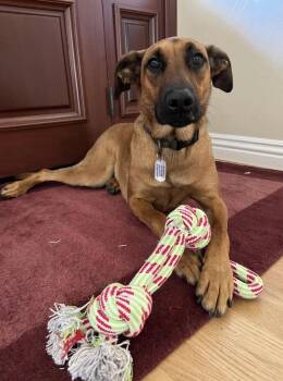 Belgian Shepherd Malinois and Doberman Pinscher Dogs Available for Adoption in San Diego, California - Cooper | PetCurious