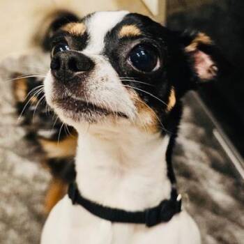 Valor -  Chihuahua Dog for Adoption in Williston, Florida - Valor | PetCurious