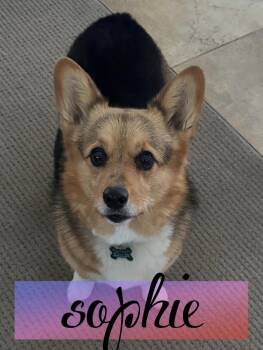 Sophie -  Corgi Dog for Adoption in Powell Butte, Oregon - Sophie | PetCurious