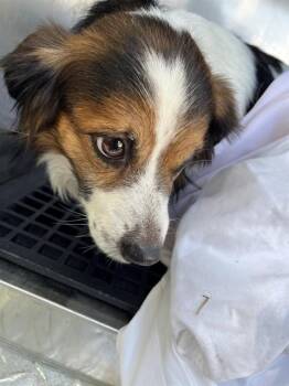 THANOS -  Cavalier King Charles Spaniel Dog for Adoption in Doral, Florida - THANOS | PetCurious