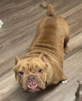 Pit Bull Terrier Dogs Available for Adoption - Chonk | PetCurious