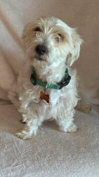 Tater -  Maltese Dog for Adoption in San Tan Valley, Arizona - Tater | PetCurious