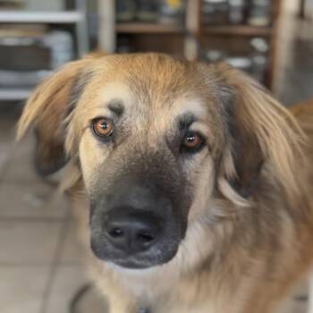 Rescue Great Pyrenees and German Shepherd Dog Dogs for Adoption in San Luis, Colorado - Osha | PetCurious