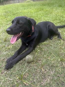 Rescue Labrador Retriever Dogs for Adoption in Spring, Texas - COCO NUT | PetCurious