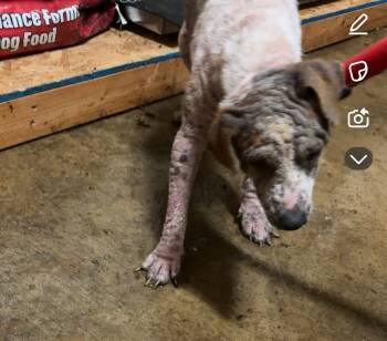 Rescue Mixed Breed Dogs for Adoption in Hot Springs, Arkansas - M17 | PetCurious