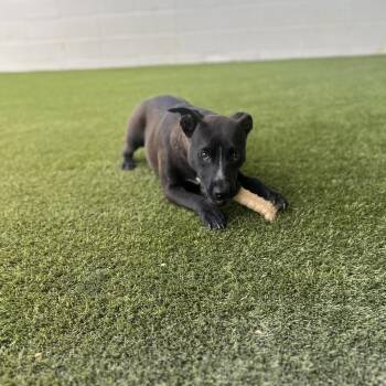 Black Labrador Retriever Dogs Available for Adoption in Loxahatchee Groves, Florida - Caramel | PetCurious
