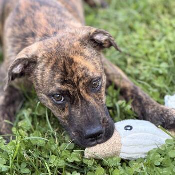 Marte -  Australian Shepherd and Plott Hound Dog for Adoption in Sparta, New Jersey - Marte | PetCurious