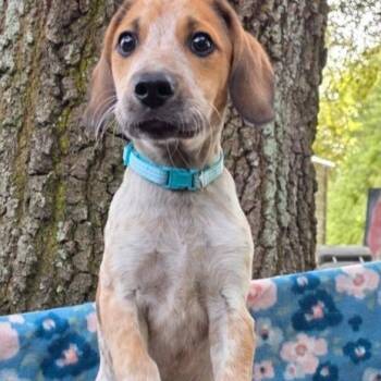 Beagle Dogs Available for Adoption - Snoopy | PetCurious