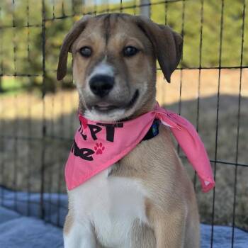 Siberian Husky Dogs Available for Adoption - Horton | PetCurious