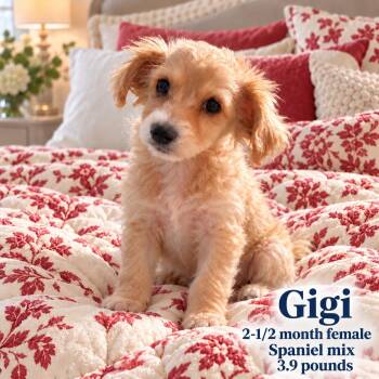 GIGI - 3 MONTH FEMALE SPANIEL MIX - PETCO, 5011 E. RAY ROAD, PHX -  Spaniel Dog for Adoption in Mesa, Arizona - GIGI - 3 MONTH FEMALE SPANIEL MIX - PETCO, 5011 E. RAY ROAD, PHX | PetCurious