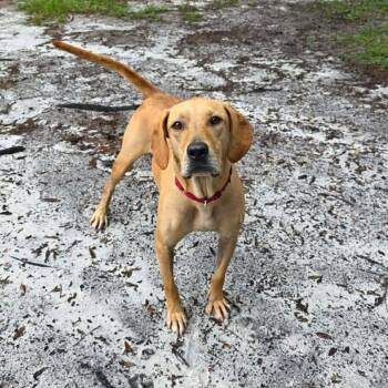 Pumpkin (In Training) -  Hound Dog for Adoption in Umatilla, Florida - Pumpkin (In Training) | PetCurious