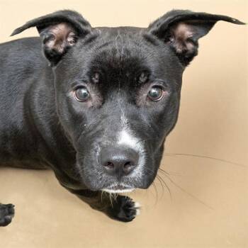 SCORPIUS -  Pit Bull Terrier and Mixed Breed Dog for Adoption in St. Louis, Missouri - SCORPIUS | PetCurious
