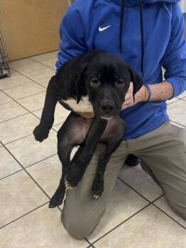 Rescue Labrador Retriever and Mixed Breed Dogs for Adoption in Brewster, New York - Ozzy (C Pups) | PetCurious