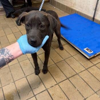 Labrador Retriever Dogs Available for Adoption in Birmingham, Alabama - Mike | PetCurious