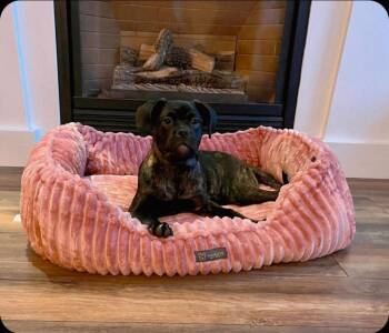 Boxer and English Bulldog Dogs Available for Adoption - Rose | PetCurious