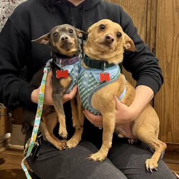 Chihuahua Dogs Available for Adoption in Boulder, Colorado - Jake & Finn | PetCurious