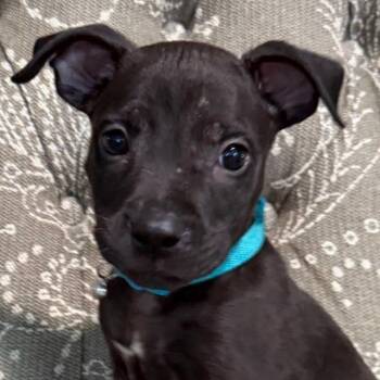 Buzz -  Mixed Breed Dog for Adoption in Cincinnati, Ohio - Buzz | PetCurious