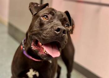 LEROY BROWN -  Pit Bull Terrier Dog for Adoption in St. Cloud, Florida - LEROY BROWN | PetCurious