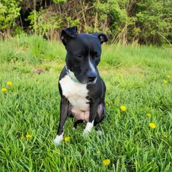 Terrier and Pit Bull Terrier Dogs Available for Adoption in Elyria, Ohio - Bella | PetCurious