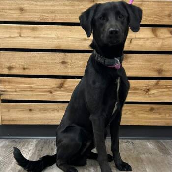 Lucky II -  Labrador Retriever Dog for Adoption in Wadena, Minnesota - Lucky II | PetCurious