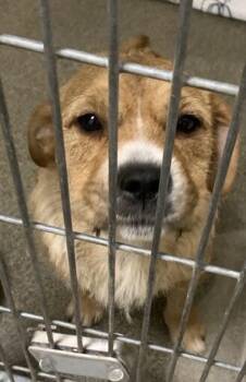 Mixed Breed Dogs Available for Adoption in Vancouver, Washington - Eloise | PetCurious