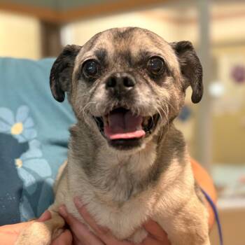 Duke -  Mixed Breed Dog for Adoption in Winston-salem, North Carolina - Duke | PetCurious