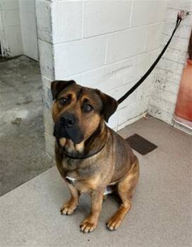 Pit Bull Terrier and German Shepherd Dog Dogs Available for Adoption in San Bernardino, California - GLENN | PetCurious