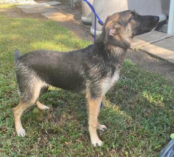Moxey -  German Shepherd Dog and Terrier Dog for Adoption in Bloomfield, Connecticut - Moxey | PetCurious