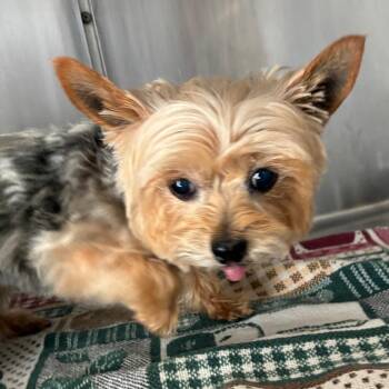 Yorkshire Terrier Dogs Available for Adoption in Yuma, Arizona - Lula Belle | PetCurious