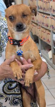 ChiChi -  Chihuahua Dog for Adoption in Albuquerque, New Mexico - ChiChi | PetCurious