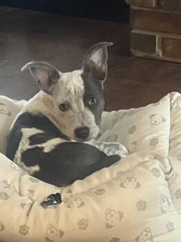 Australian Cattle Dog Blue Heeler and Corgi Dogs Available for Adoption in Medfield, Massachusetts - Deacon | PetCurious