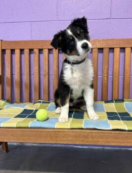 Border Collie Dogs Available for Adoption in North Prairie, Wisconsin - **JADA** | PetCurious