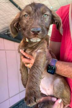 Pergola -  Wirehaired Pointing Griffon and Poodle Dog for Adoption in Ramona, California - Pergola | PetCurious