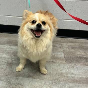 Pomeranian Dogs Available for Adoption in TIMBERCRK CYN, Texas - Katsuki Bakugo | PetCurious
