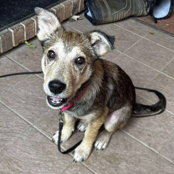 Rescue German Shepherd Dog Dogs for Adoption in St. Catharines, Ontario - Genie | PetCurious