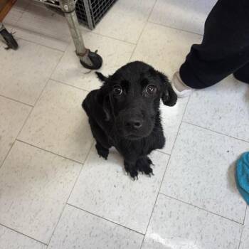 Mixed Breed Dogs Available for Adoption - Joey | PetCurious