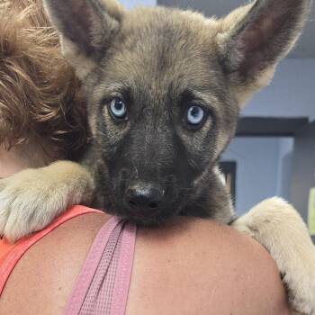 Melba 26-0554 -  Shepherd Dog for Adoption in Yanceyville, North Carolina - Melba 26-0554 | PetCurious