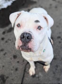 Terrier Dogs Available for Adoption - Lucy | PetCurious