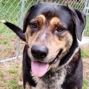 Michael -  Mixed Breed Dog for Adoption in Chelmsford, Massachusetts - Michael | PetCurious