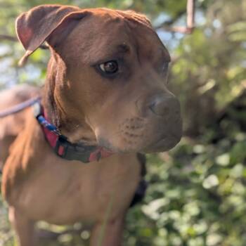 Rescue Mixed Breed Dogs for Adoption in Middleburg, Florida - Winnie The Pooh 24463 | PetCurious