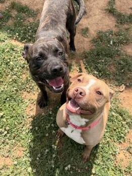 Tink & Tank (Bonded Pair) -  Mixed Breed Dog for Adoption in Berryville, Virginia - Tink & Tank (Bonded Pair) | PetCurious